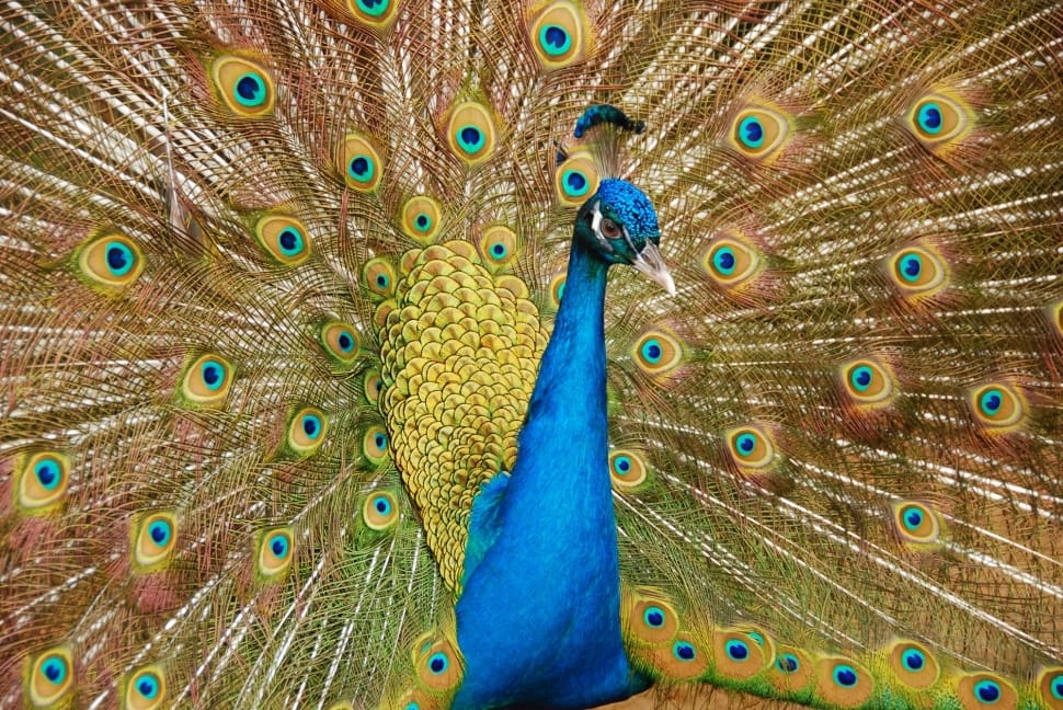 blue and yellow peacock preview