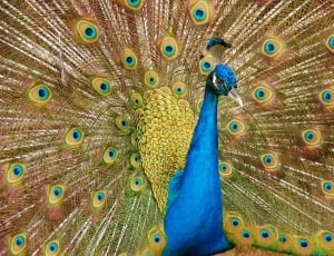 blue and yellow peacock thumbnail