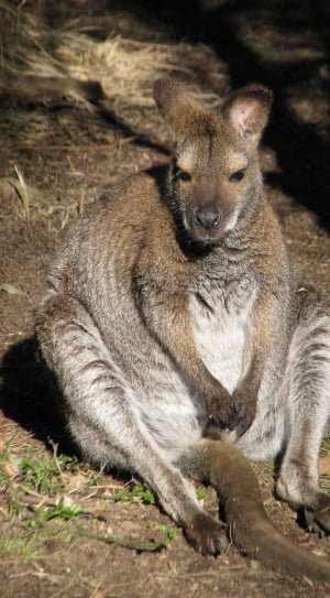 brown and white kangaroo thumbnail
