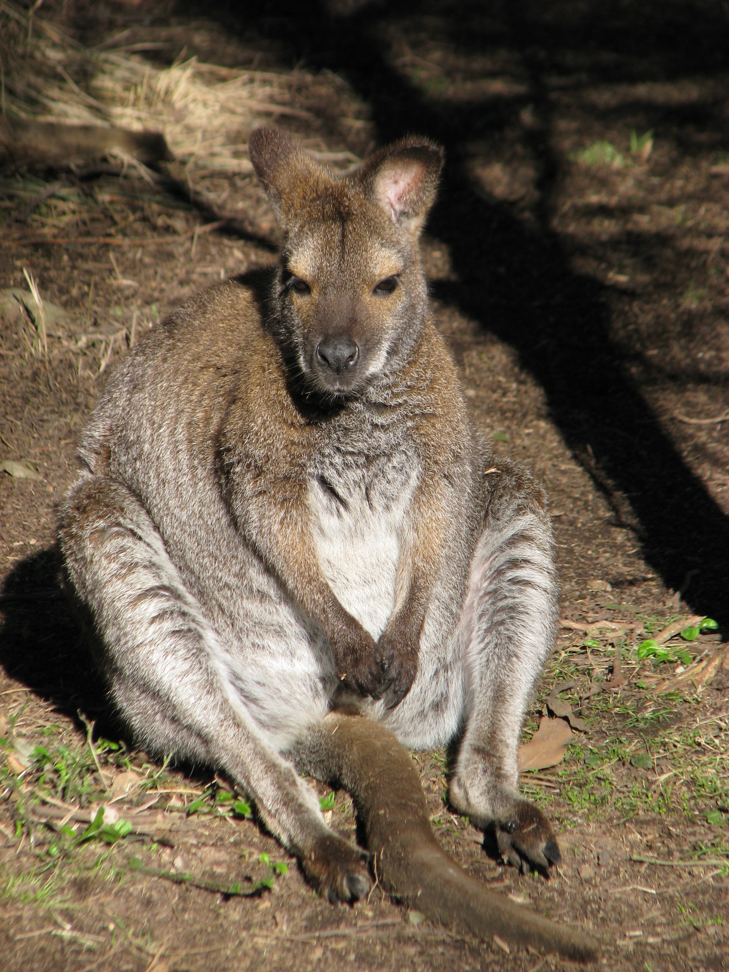 brown and white kangaroo