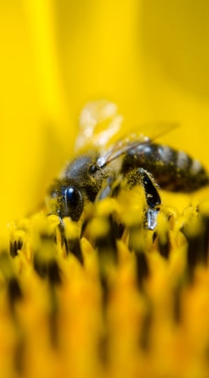 yellow and black bee thumbnail