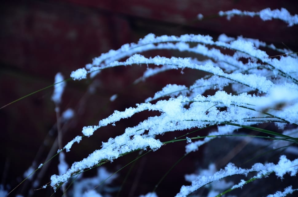 Snow, Cold, White, Branches, Winter, winter, cold temperature preview