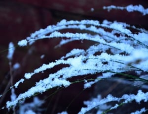Snow, Cold, White, Branches, Winter, winter, cold temperature thumbnail