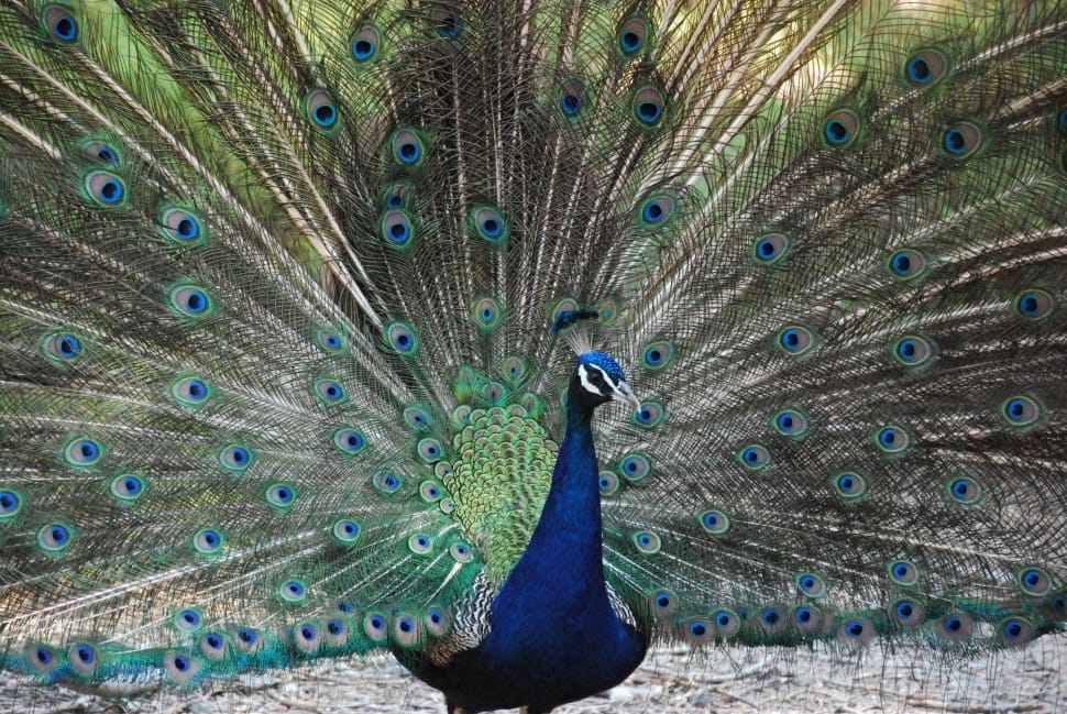 blue peacock preview