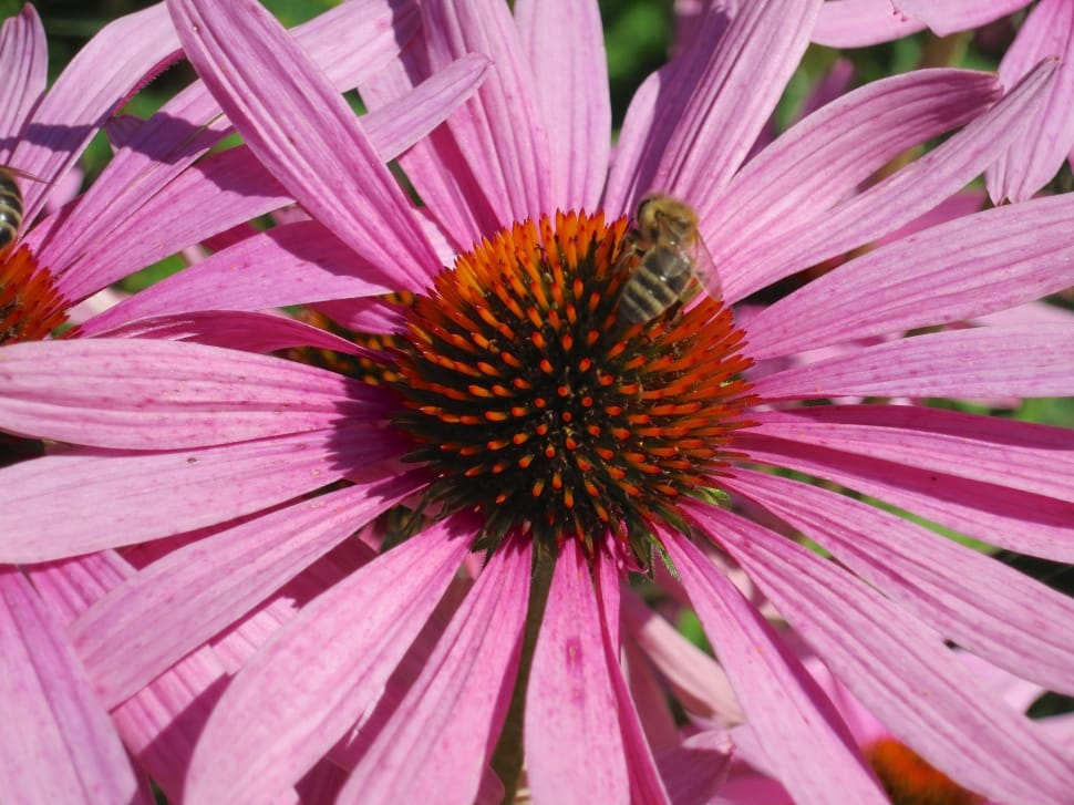 closeup of bumblebee on pink daisy preview
