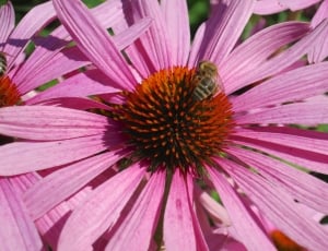 closeup of bumblebee on pink daisy thumbnail