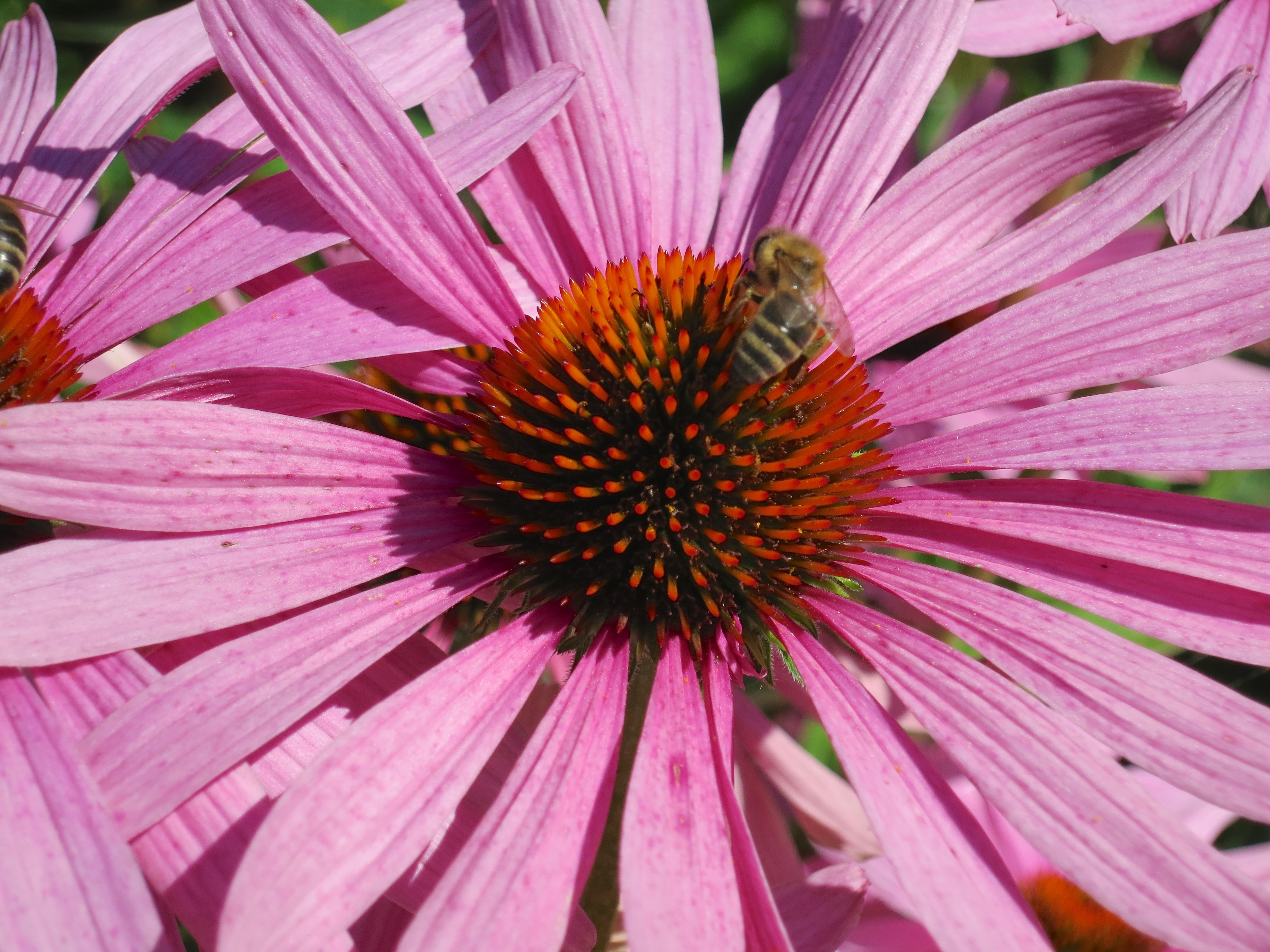 closeup of bumblebee on pink daisy