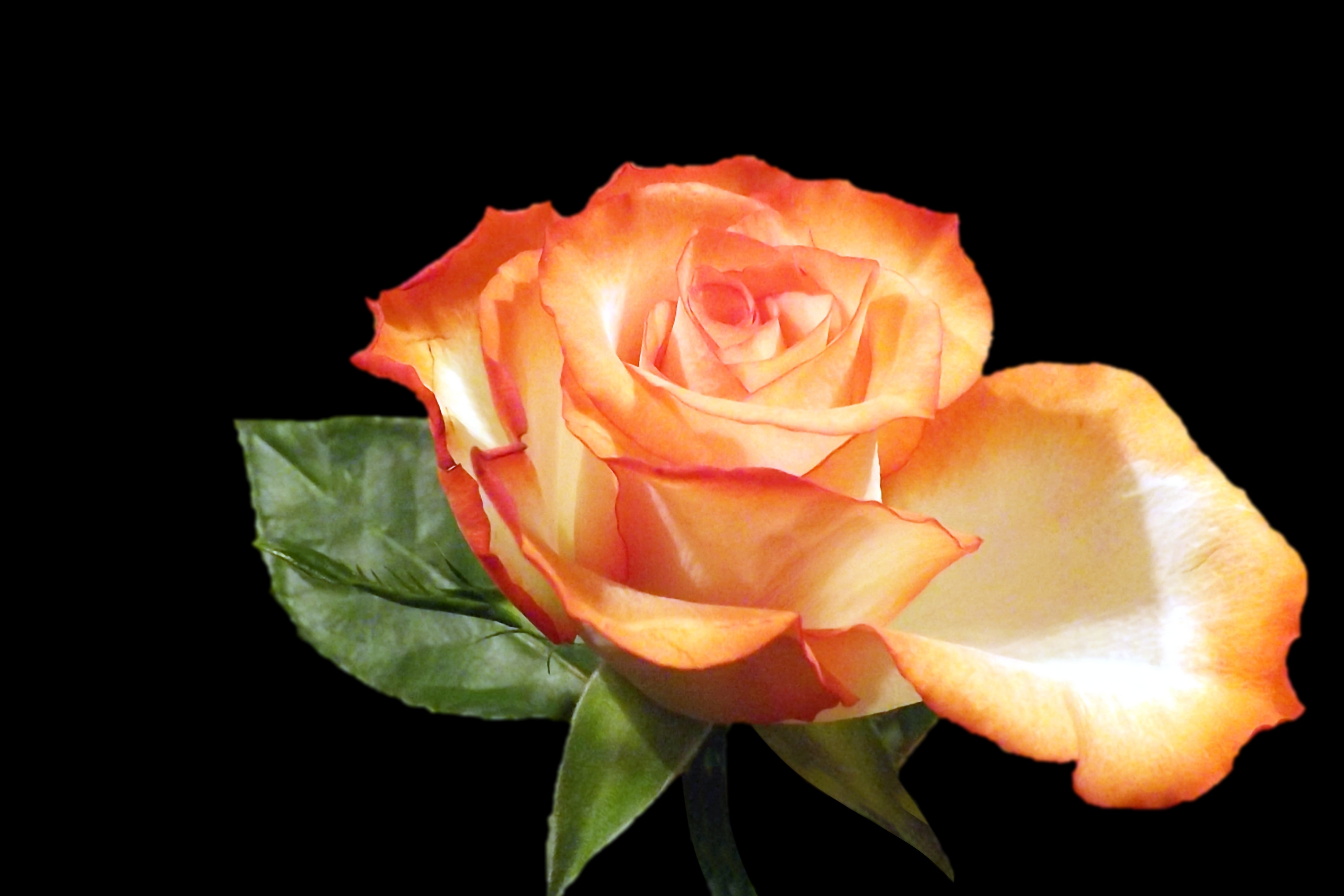 Благородные розы. Оранжевые розы. Оранжевые розы на белом фоне.