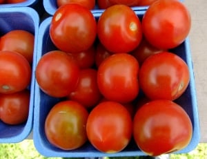 ripe tomatoes on gray container thumbnail