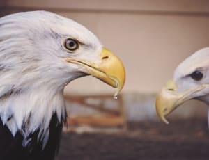 2 american eagle thumbnail