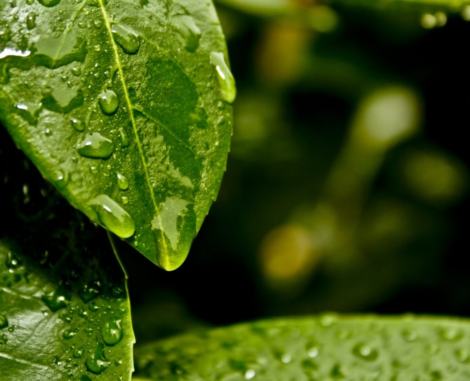 Water, Leaves, Leaf, Green, Rain, leaf, green color preview