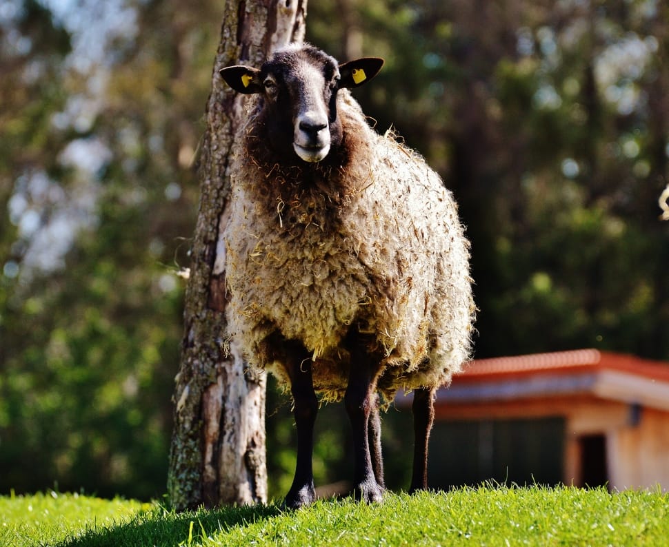 Wool, Meadow, Sheep, Animal, Nature, animal themes, one animal preview