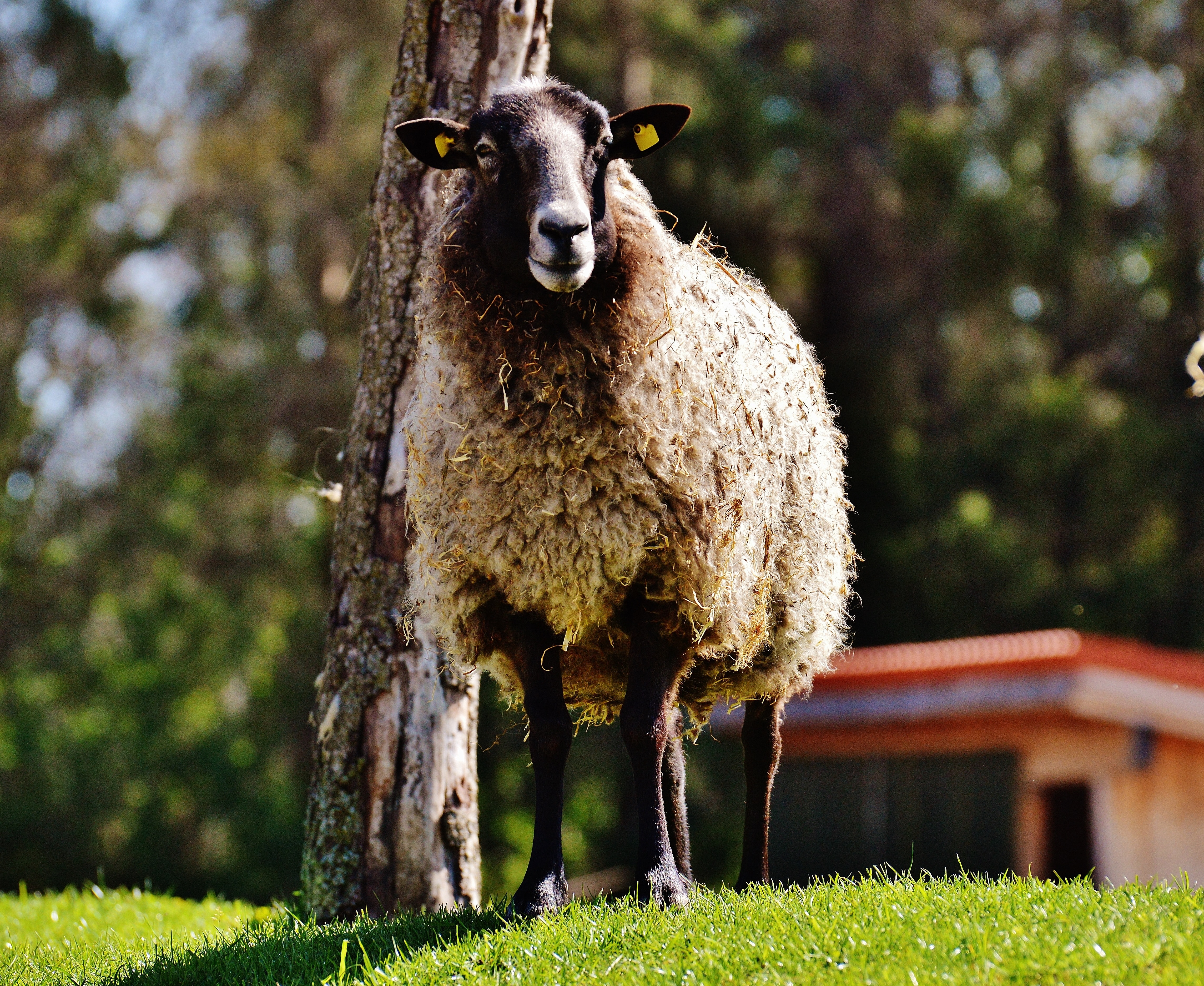 Wool, Meadow, Sheep, Animal, Nature, animal themes, one animal