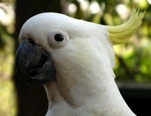 white and bird cockatoo thumbnail