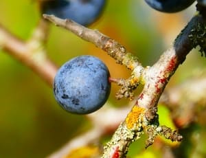 blueberry fruit thumbnail