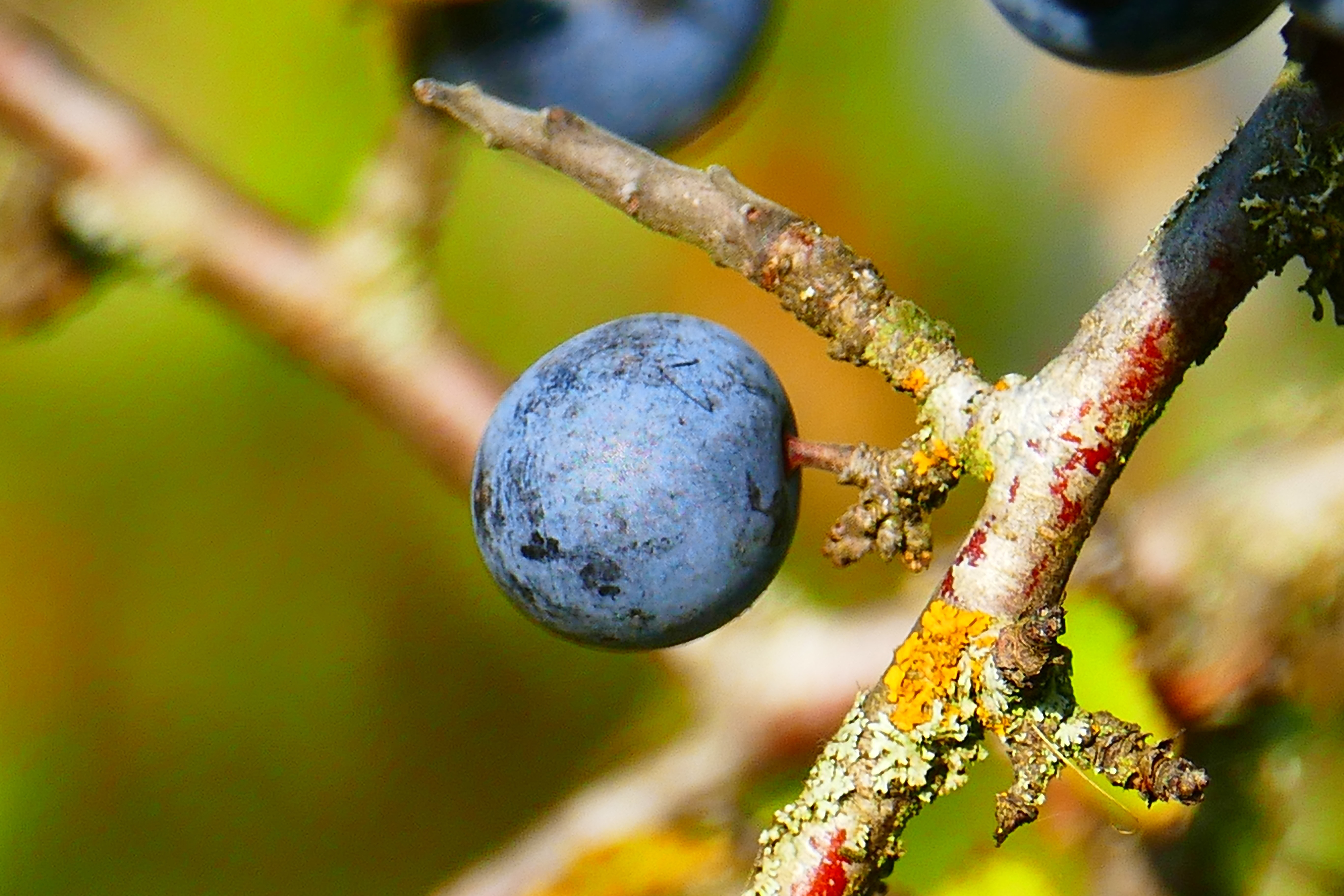 blueberry fruit