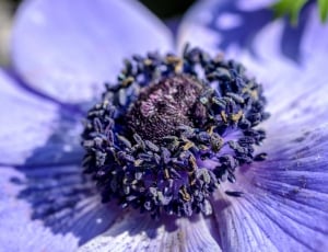 purple petaled flower thumbnail