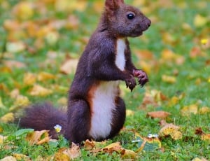 Nager, Squirrel, Cute, Nature, Rodent, one animal, animal themes thumbnail