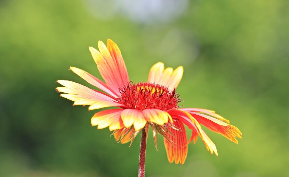 red and yellow flower plant preview