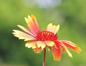 red and yellow flower plant thumbnail