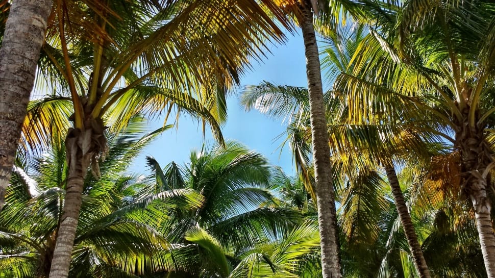 Palma, Palme, Palm, Coconuts, palm tree, tree preview