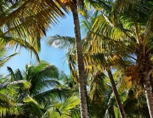 Palma, Palme, Palm, Coconuts, palm tree, tree thumbnail