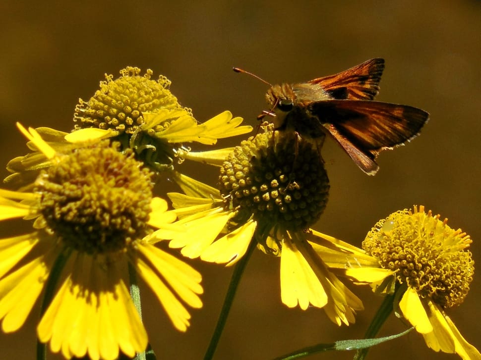 brown hummingbird moth and yellow flowers preview