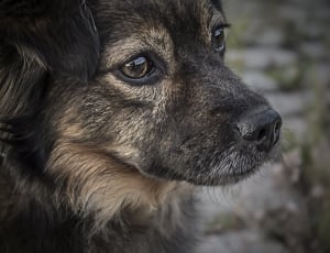 black and brown short coated dog thumbnail