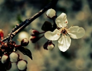 close up photo of four white petal flower thumbnail