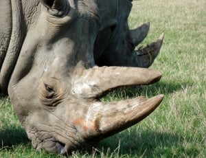 close up photo of two African Rhinoceros thumbnail