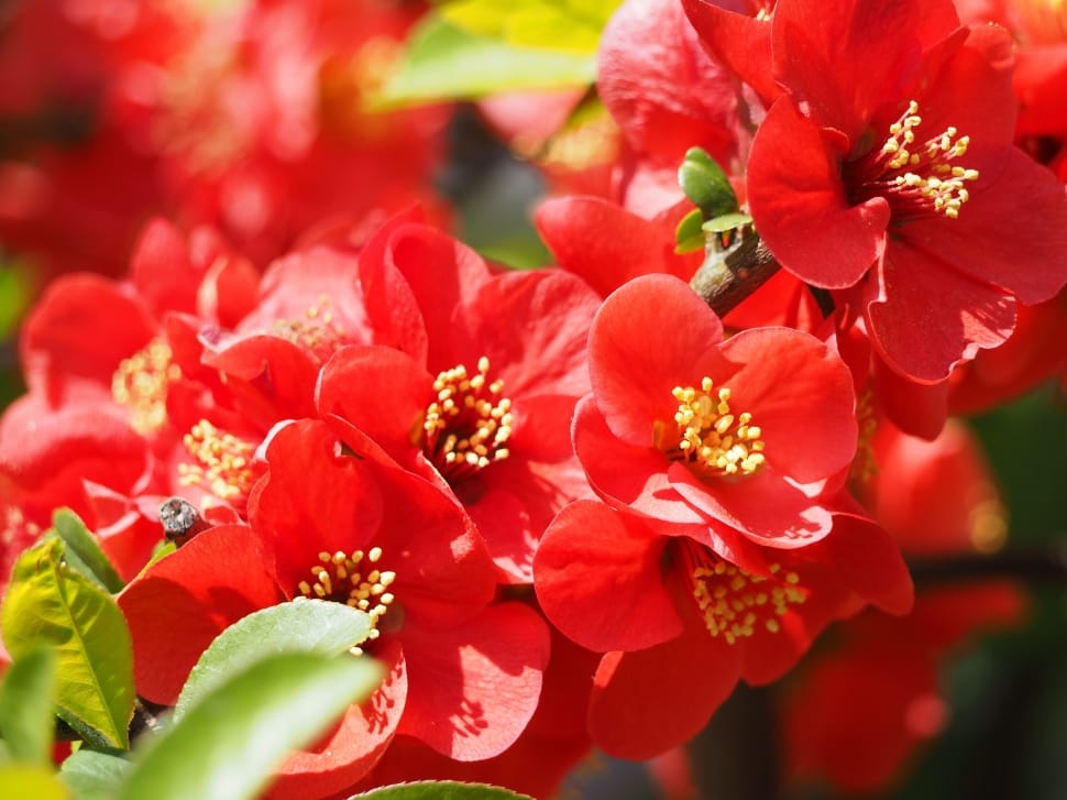 Red, Plant, Bokeh Flower, Quince, flower, petal preview