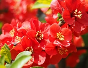 Red, Plant, Bokeh Flower, Quince, flower, petal thumbnail