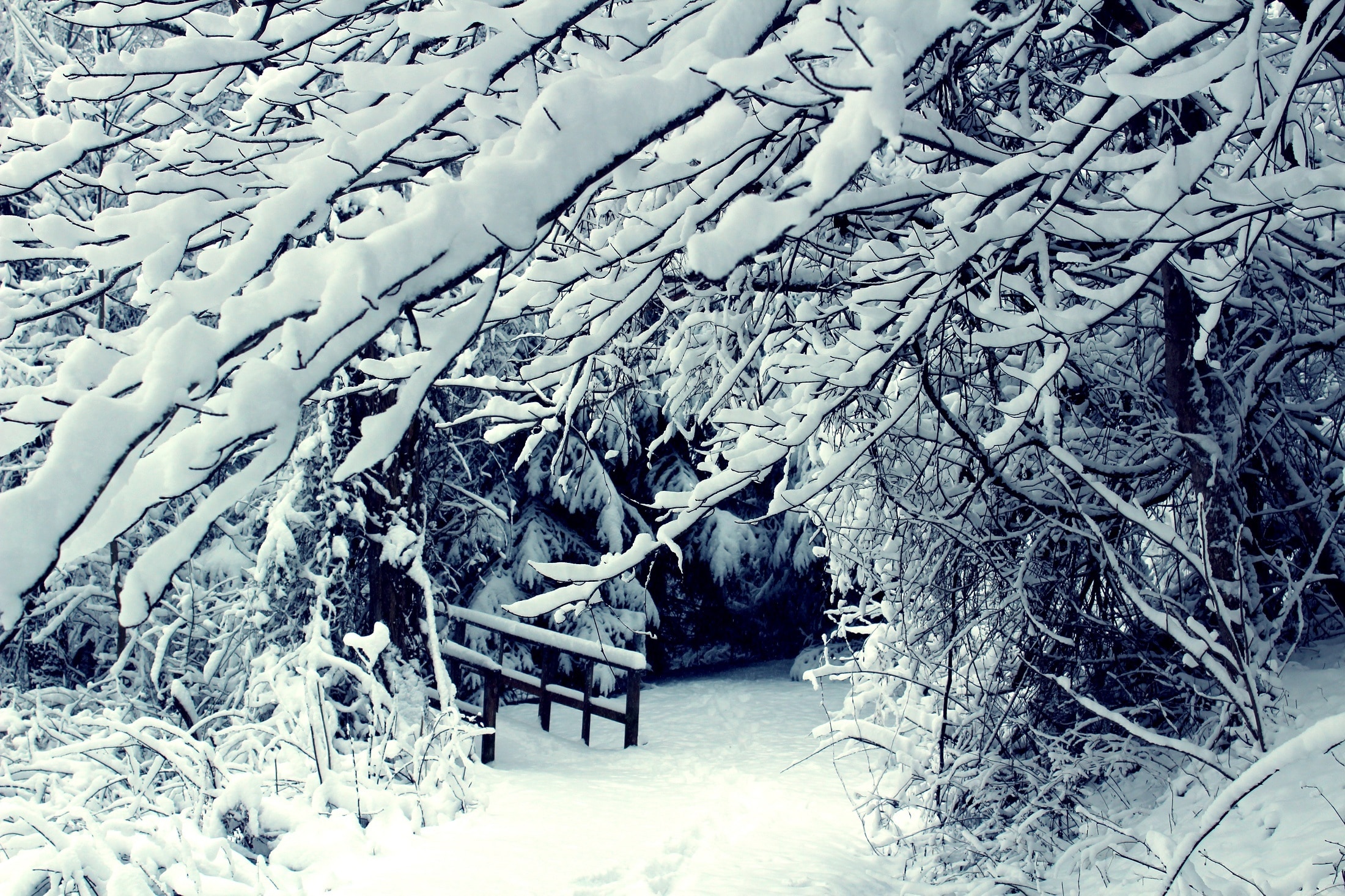 brown wood branch and white snow