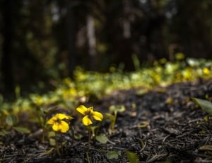 two yellow-petaled flowers thumbnail