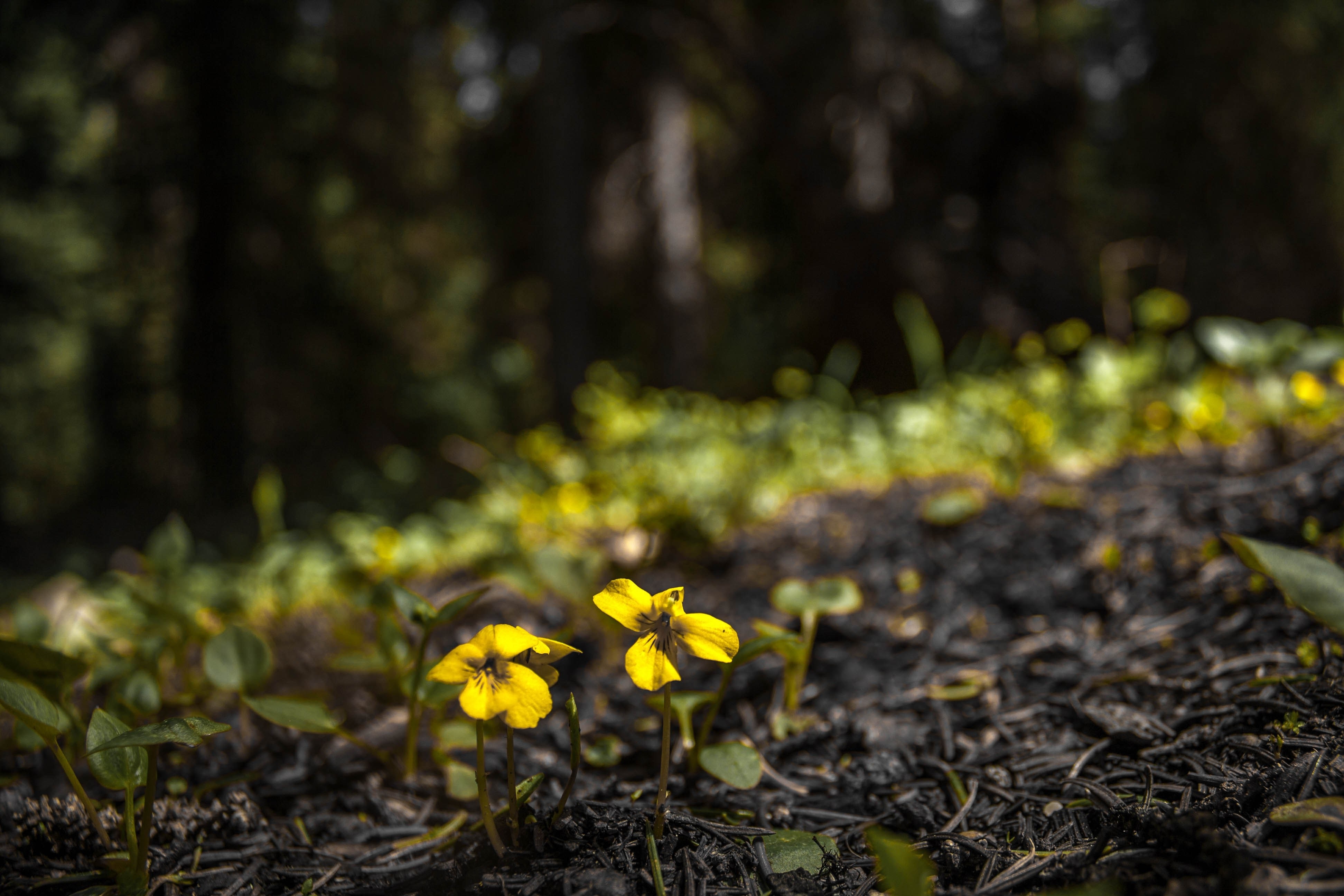 two yellow-petaled flowers