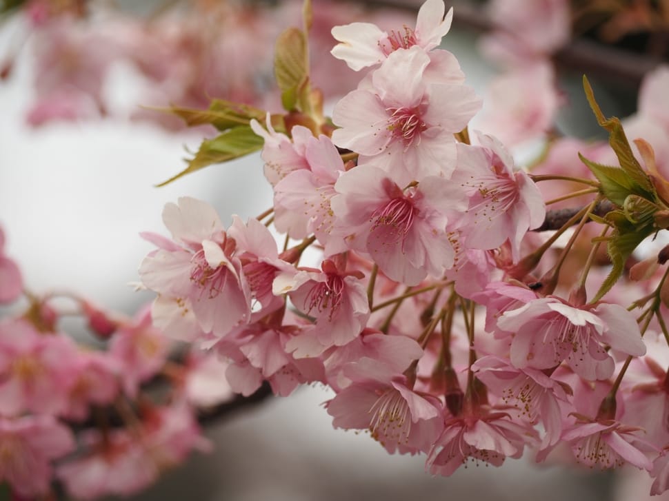 pink and white cherry blossom preview