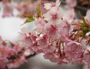 pink and white cherry blossom thumbnail