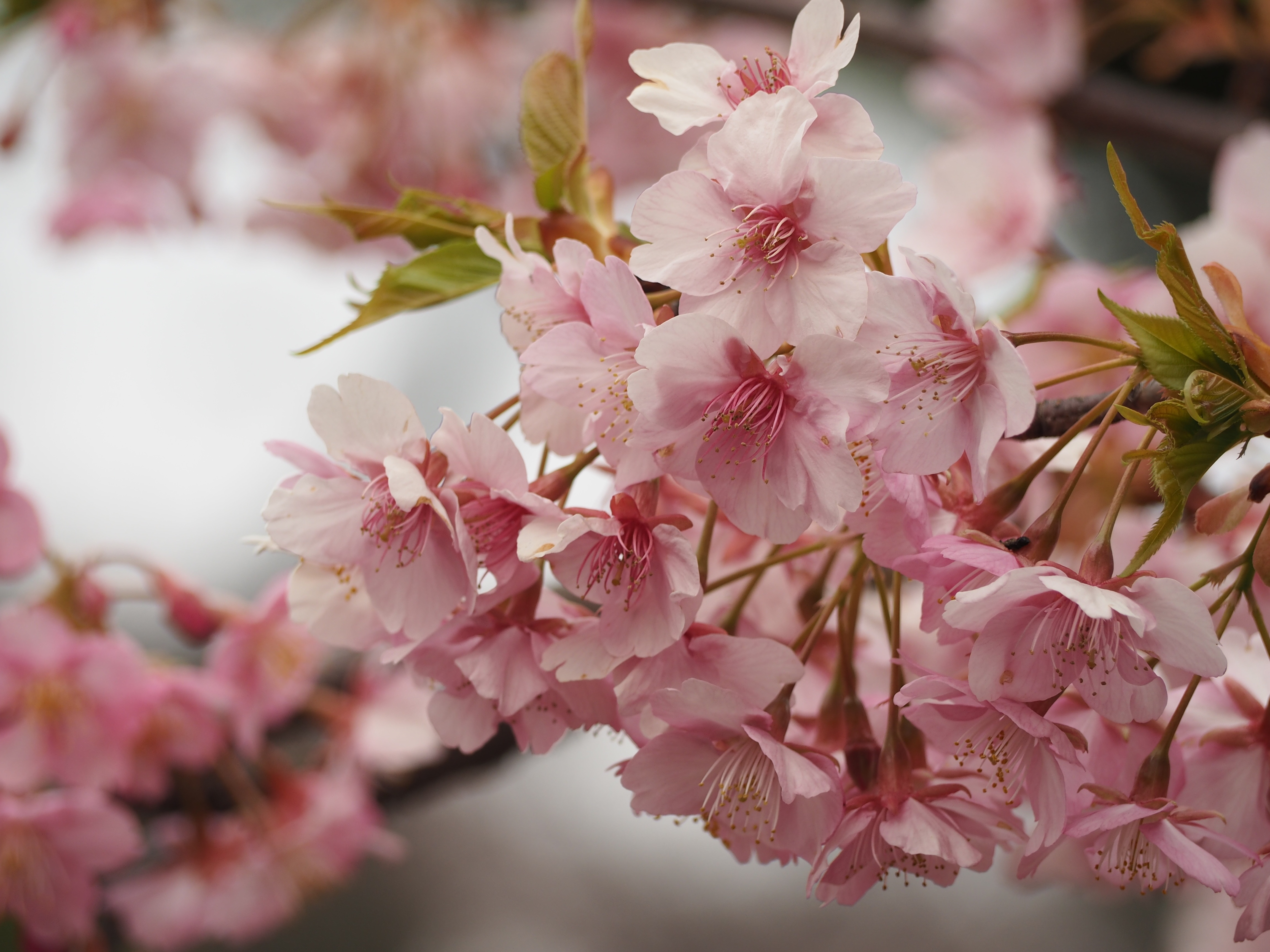 pink and white cherry blossom