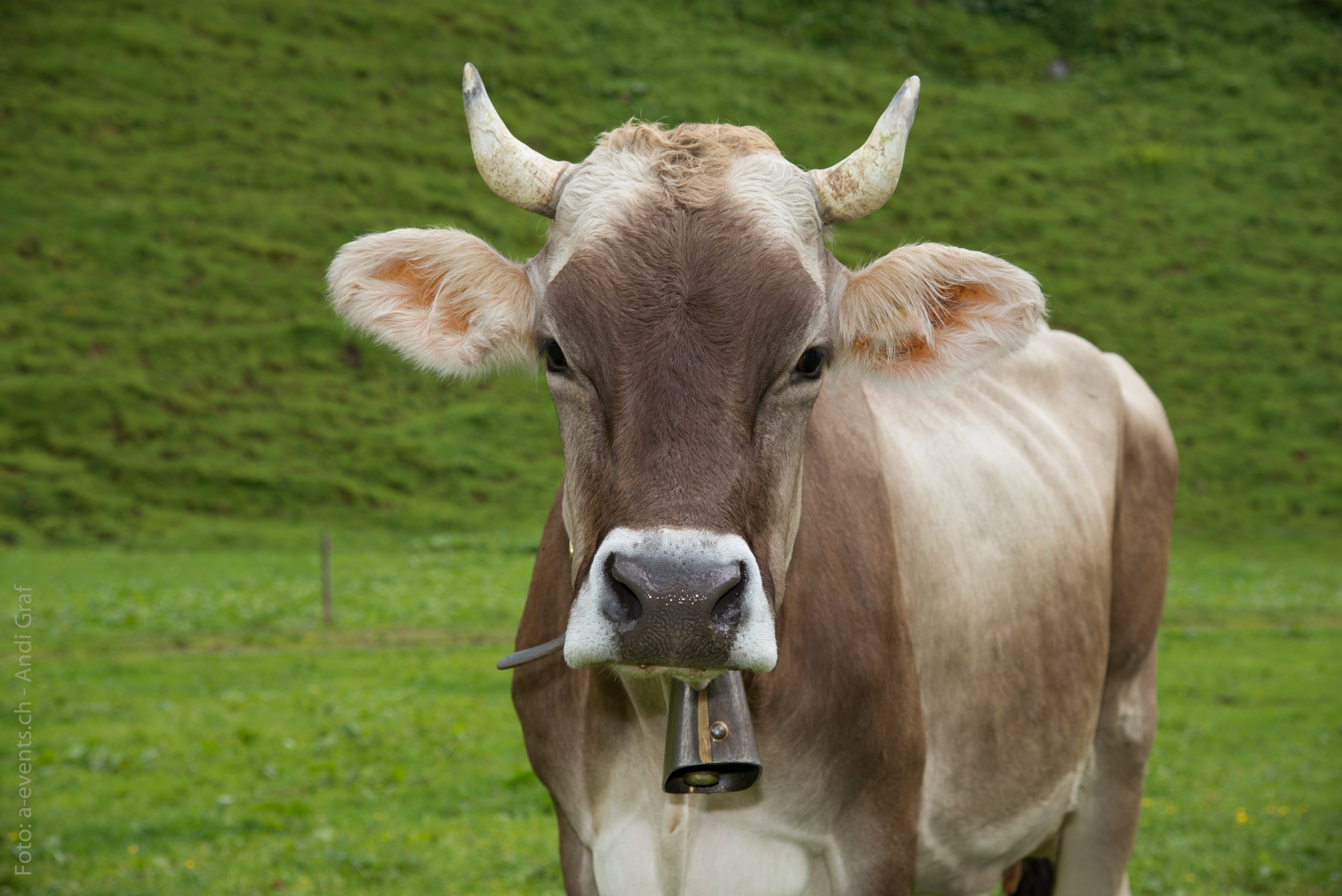Cow, Switzerland, Animal, Alp, livestock, looking at camera