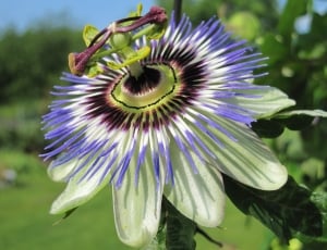 white and purple passion vine flower thumbnail