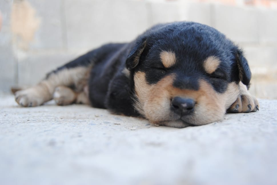 Rottweiler puppy sleeping on pavement during daytime preview
