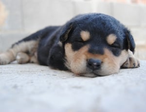Rottweiler puppy sleeping on pavement during daytime thumbnail