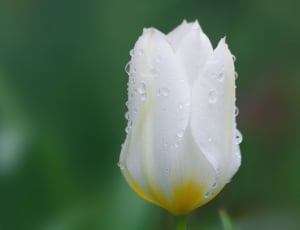 selective focus photography of white petaled flower thumbnail