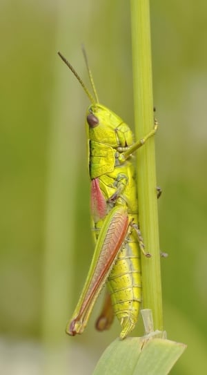 green grasshopper on brunch thumbnail