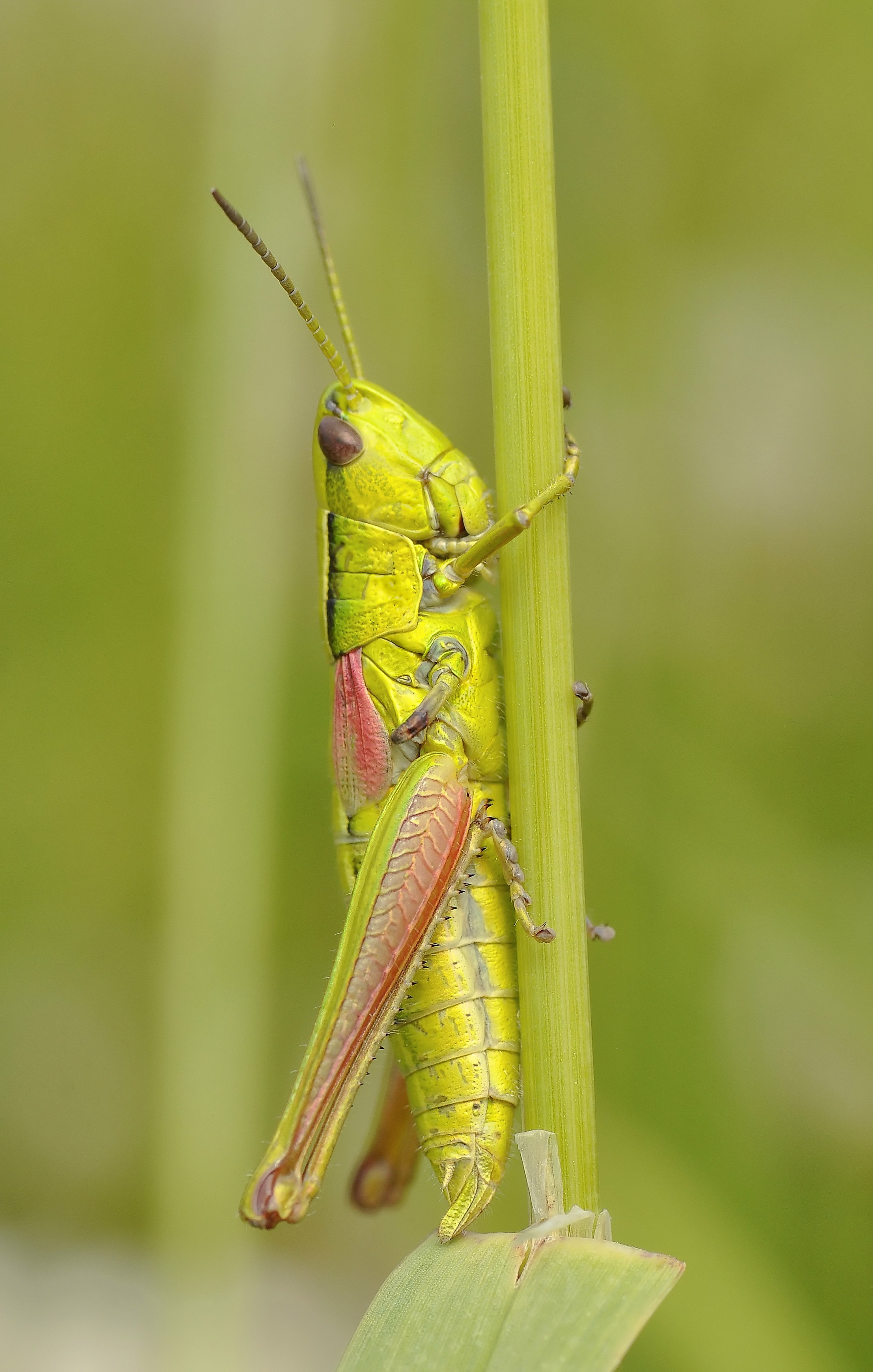 green grasshopper on brunch
