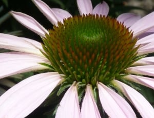 green and white petal flower thumbnail