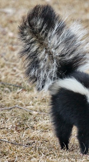 black and white skunk thumbnail