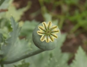grey round plant thumbnail