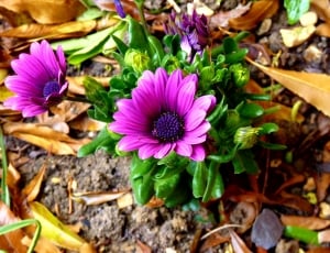 purple petaled flower on ground thumbnail