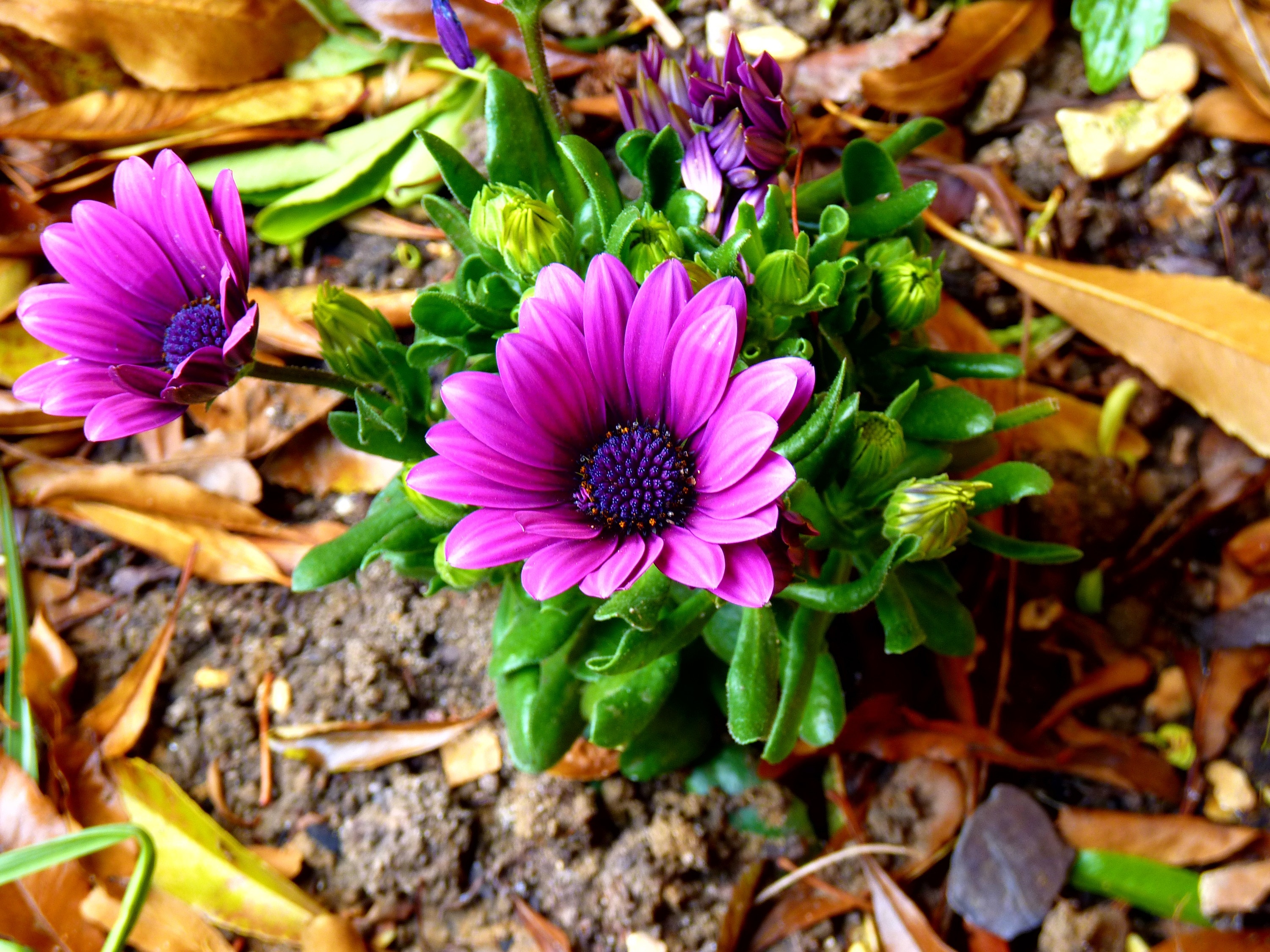 purple petaled flower on ground